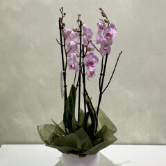 Ghiveci Orhidee Roz