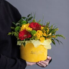 Cutie Razele Soarelui