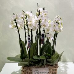 Aranjament cu Phalaenopsis