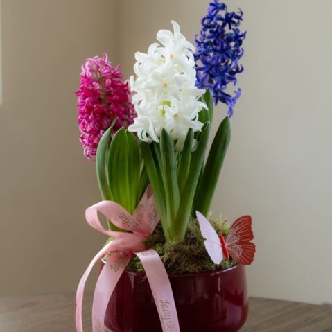 Primavara cu zambile la ghiveci