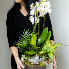 Plante si Phalaenopsis in Vas de Sticla