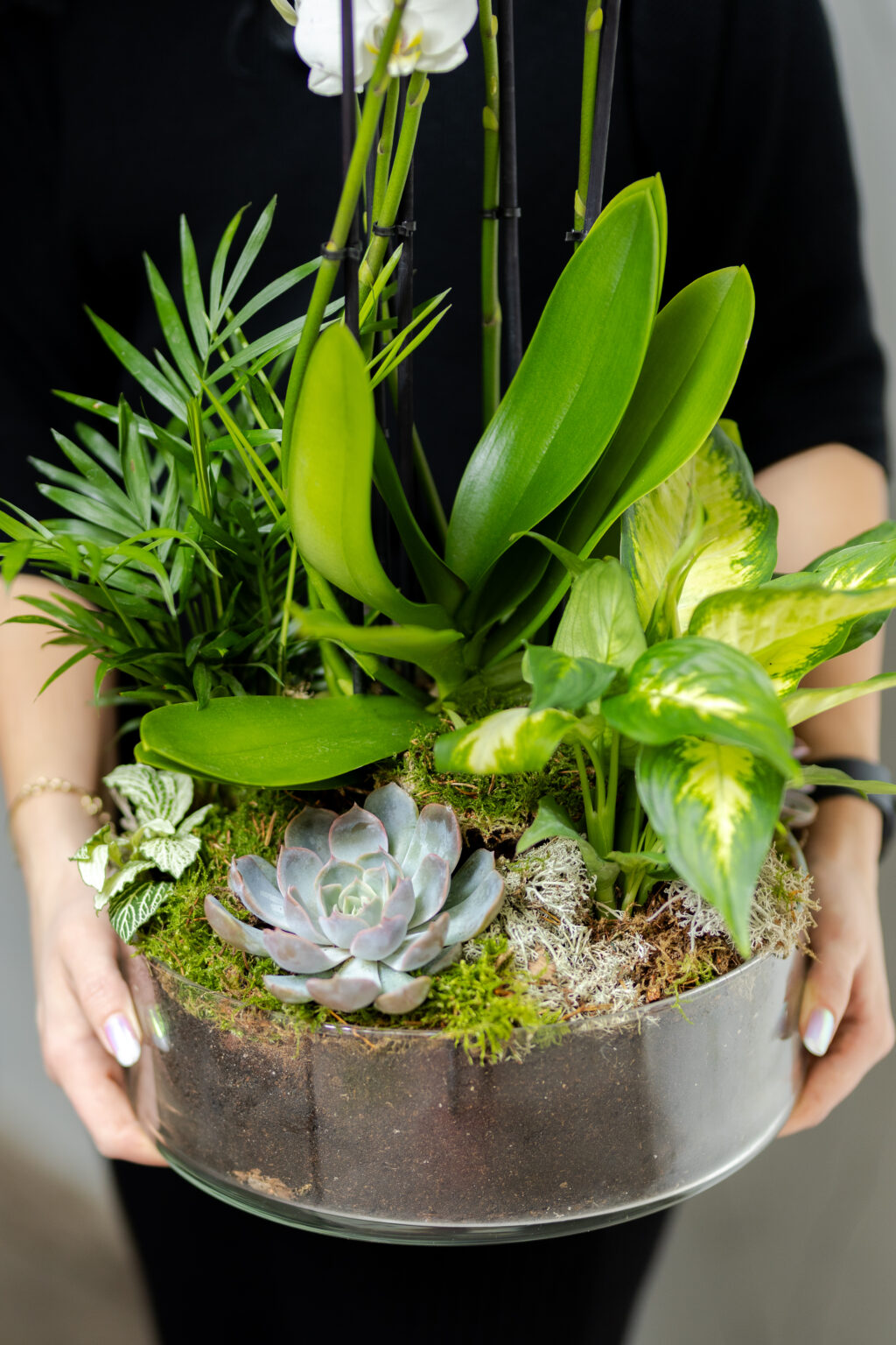 Plante si Phalaenopsis in Vas de Sticla — imaginea 2