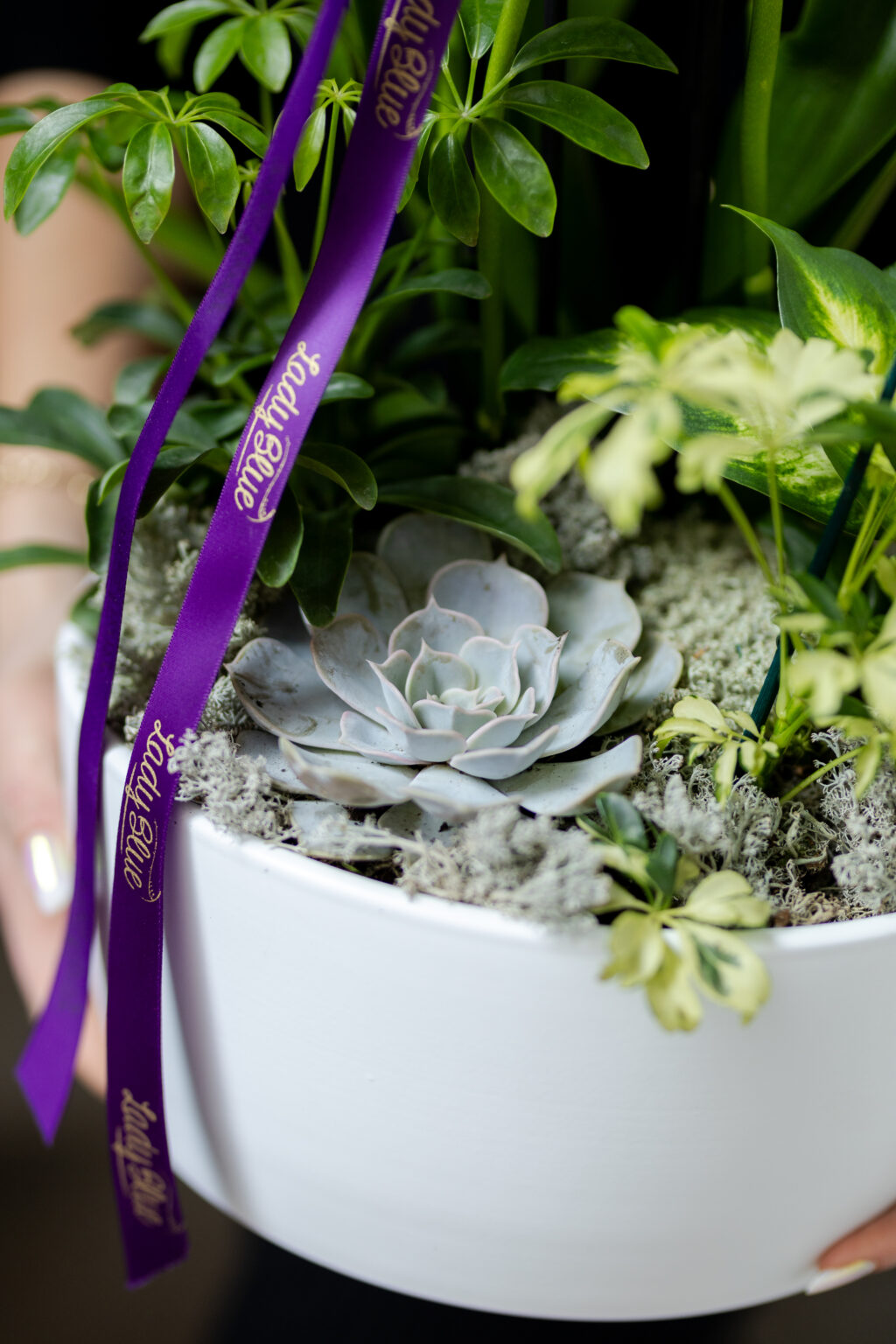 Plante si Phalaenopsis in Vas de Sticla — imaginea 4