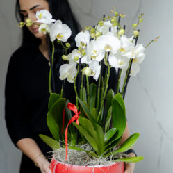 Phalaenopsis Alb in Vas Ceramic