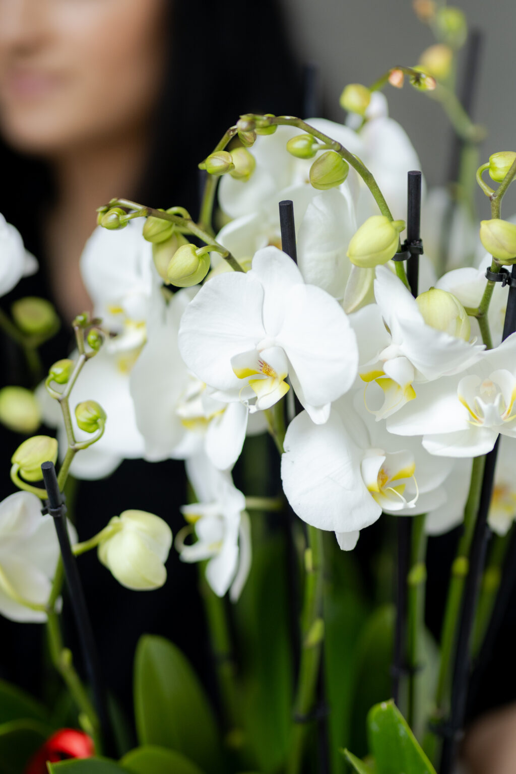 Phalaenopsis Alb in Vas Ceramic — imaginea 2