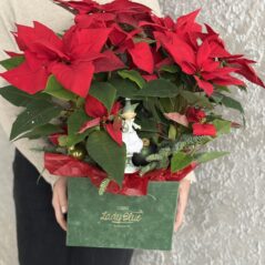 Aranjament cu craciunite